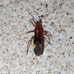 Graptocleptes