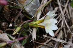 Gentiana scabrida