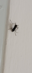 Aedes aegypti