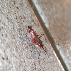 Graptocleptes