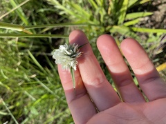 Cyperus niveus leucocephalus