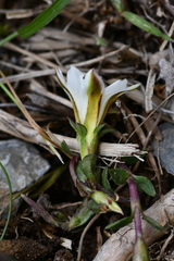 Gentiana scabrida