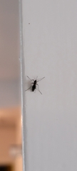 Aedes aegypti