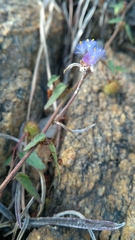 Cyanotis speciosa