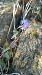 Cyanotis speciosa