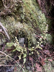 Asplenium peruvianum insulare