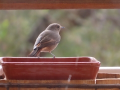 Phoenicurus ochruros