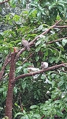 Zenaida asiatica australis