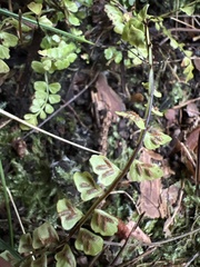 Asplenium peruvianum insulare