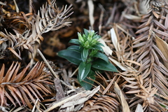 Gentiana bambuseti