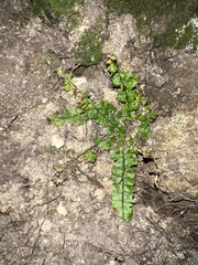 Asplenium peruvianum insulare