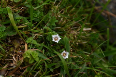Gentiana tatakensis