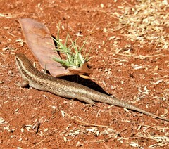 Trachylepis spilogaster