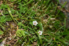 Gentiana tatakensis