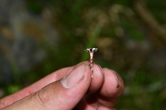 Gentiana tatakensis