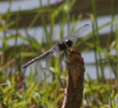Libellula incesta