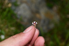 Gentiana tatakensis