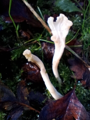 Clavulina rugosa