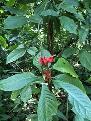 Pachystachys spicata