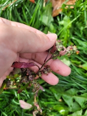 Chenopodium ficifolium