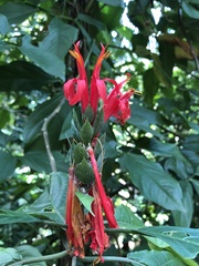 Pachystachys spicata
