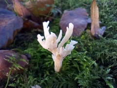 Clavulina rugosa