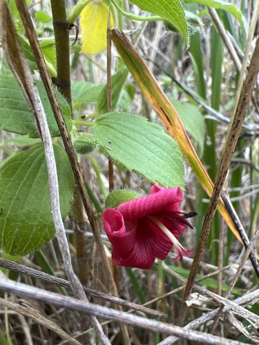 Geranium arboreum observed 2022-11-05