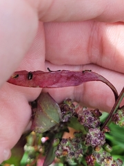 Chenopodium ficifolium
