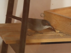 Curruca melanocephala