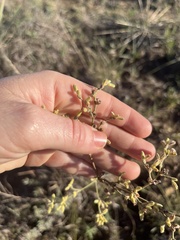 Gutierrezia microcephala