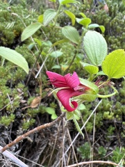 Geranium arboreum