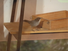 Curruca melanocephala