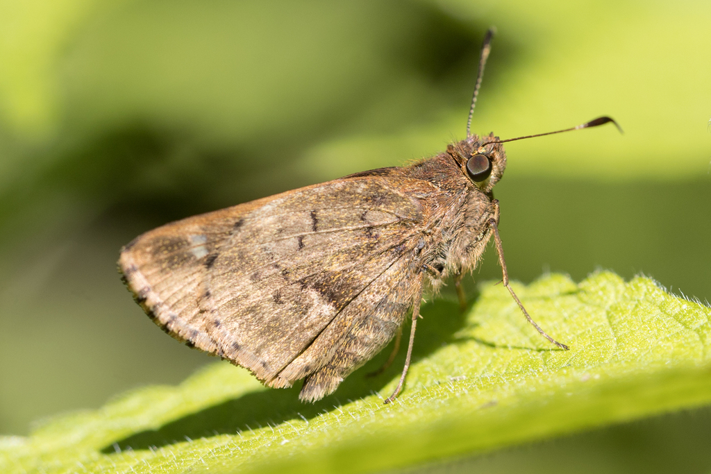 Psoralis stacara