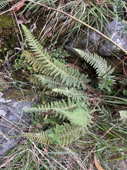 Polystichum haleakalense