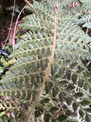 Polystichum haleakalense