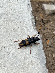 Dendrobias mandibularis