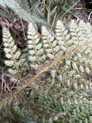 Polystichum haleakalense