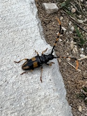 Dendrobias mandibularis