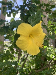 Cienfuegosia yucatanensis