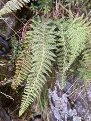 Polystichum haleakalense