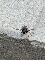 Dendrobias mandibularis