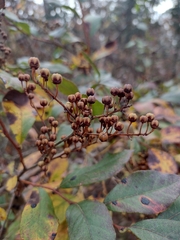 Lyonia ligustrina