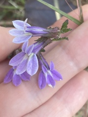 Lobelia brevifolia