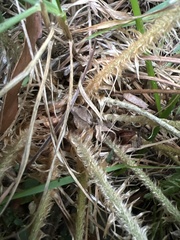 Polystichum haleakalense