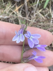 Lobelia brevifolia