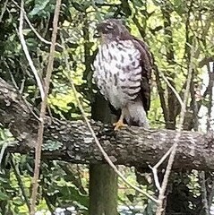 Accipiter minullus