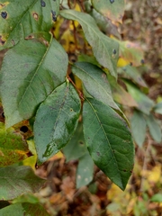 Lyonia ligustrina