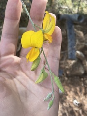 Crotalaria juncea