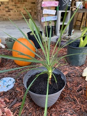 Yucca louisianensis