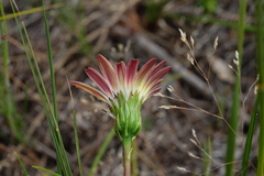 Gerbera crocea